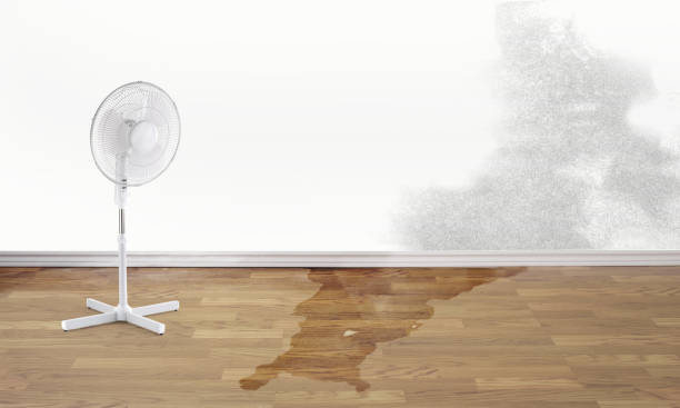 Best Water damage cleanup near me  in Medina, MN